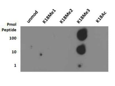 HIST3H3 Antibody (Me3-Lys18)