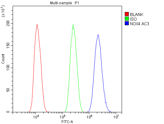 NOX4 Antibody (aa561-578)