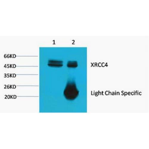 IHC-plus™ Monoclonal Mouse anti-Human XRCC4 Antibody (clone 5C10, IHC, WB)