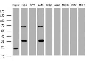 Monoclonal Mouse anti-Human JUN / c-Jun Antibody (clone OTI1D6, WB)