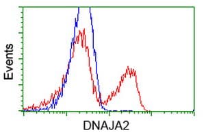 DNAJA2 Antibody (clone OTI3A11)