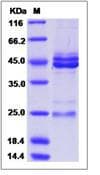Rat IL23 Protein (Recombinant His,C-terminus)
