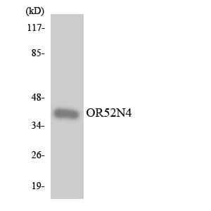 Polyclonal Rabbit anti-Human OR52N4 Antibody (aa270-319, WB)