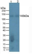 REV1 Antibody (aa301-478)