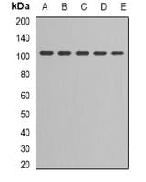 LIG3 / DNA Ligase III Antibody (Internal)