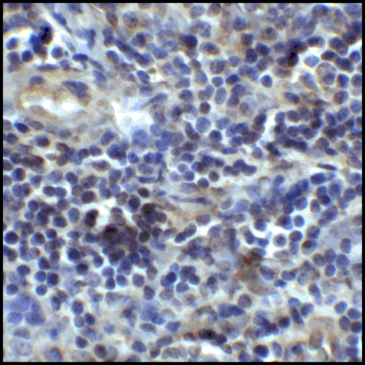 CD80 Antibody (clone 7A2)