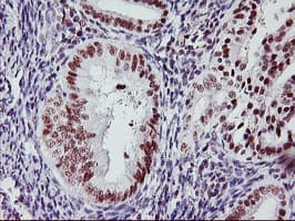 USP7 / HAUSP Antibody (clone OTI3D5, Carrier-free)