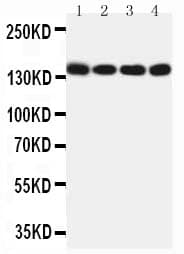 MER / MERTK Antibody (aa132-148)