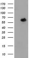 Monoclonal Mouse anti-Human GBP5 Antibody (clone OTI1B2, IF, WB)
