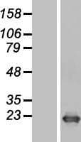 DR1 / NC2 Protein (Over-Expression Lysate Myc-DDK (Flag))