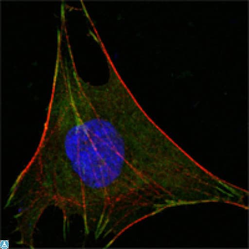 GPI Antibody
