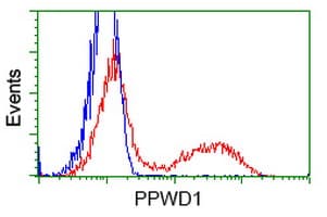 PPWD1 Antibody (clone OTI1G6)