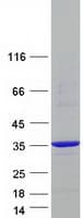 Human NECAP2 Protein (Recombinant Myc-DDK (Flag))