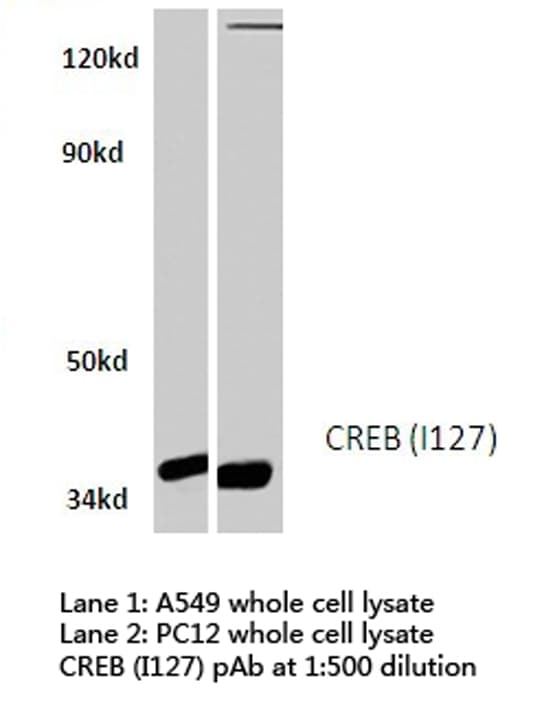 CREB1 / CREB Antibody (Ile127)