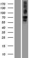 NBEA / Neurobeachin Protein (Over-Expression Lysate Myc-DDK (Flag))