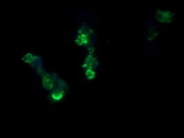 Monoclonal Mouse anti-Human RCAN3 / Calcipressin 3 Antibody (clone OTI1B2, Carrier-free, IF, WB)