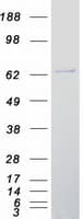 Human FMO4 Protein (Recombinant Myc-DDK (Flag))