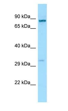 RTP1 Antibody (C-Terminus)