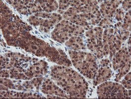 SENP2 Antibody (aa139-523, clone OTI3E7)