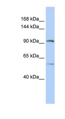 LRRC66 Antibody (aa756-805)