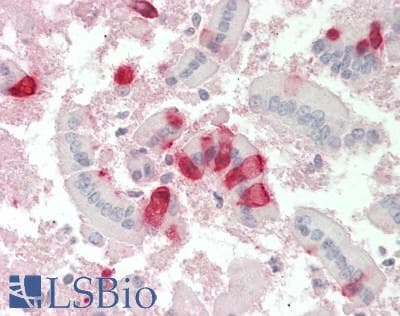 IHC-plus™ IDO1 / IDO Antibody
