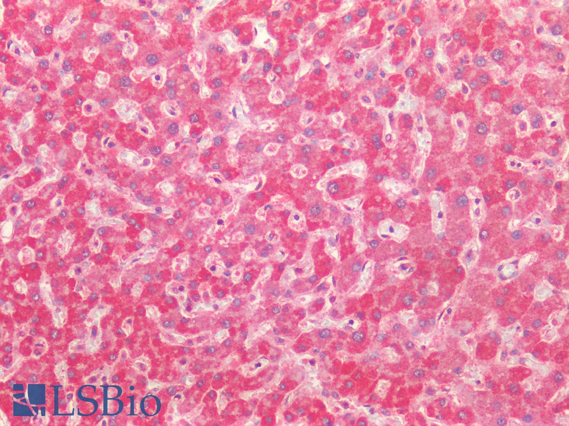 PathPlus™ BECN1 / Beclin-1 Antibody