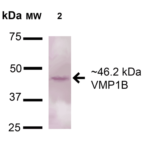 TMEM49 Antibody (Atto 488)