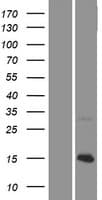 KNCN Protein (Over-Expression Lysate Myc-DDK (Flag))