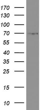 CD68 Antibody (aa22-319, clone UMAB150, Carrier-free)