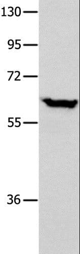 DNAJC7 Antibody