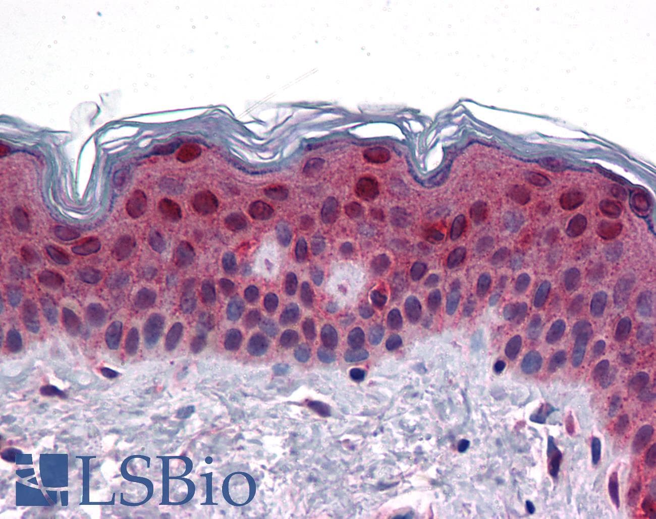 IHC-plus™ Polyclonal Rabbit anti-Human FAM120B Antibody (IHC, WB)
