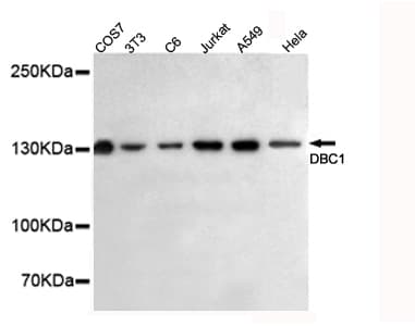 CCAR2 / KIAA1967 Antibody