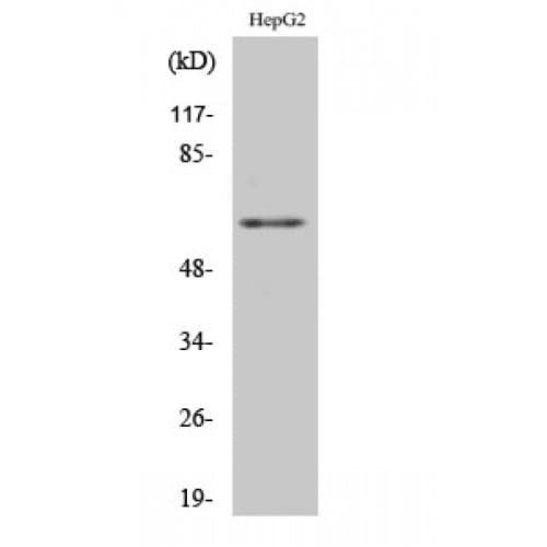 HNRNPK / hnRNP K Antibody (220-300 aa)