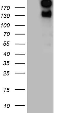 Monoclonal Mouse anti-Human SPAG5 / MAP126 Antibody (clone OTI2F2, aa1-297, WB)