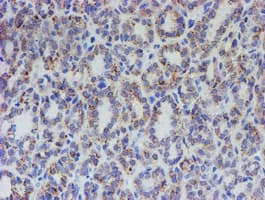 ACSF2 Antibody (clone OTI6E4, Carrier-free)