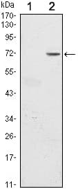 Monoclonal Mouse anti-Human GFI1 Antibody (clone 5D7, WB)