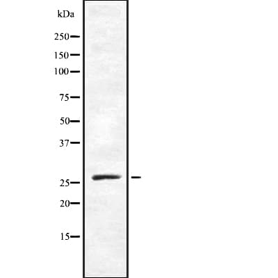 TAF9B Antibody