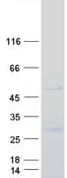 Human IGSF11 / VSIG3 Protein (Recombinant Myc-DDK (Flag))