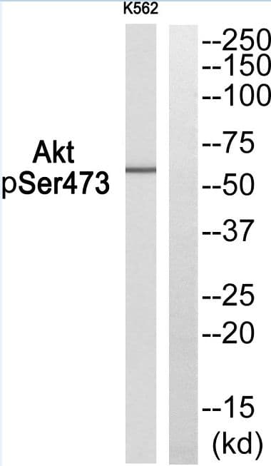 AKT1 + AKT2 + AKT3 Antibody (phospho-Ser473)