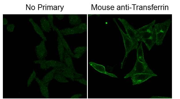 Monoclonal Mouse Fluorescein Antibody (clone 8B9.C6.D3, IHC, IF, WB)