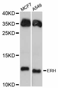 ERH Antibody