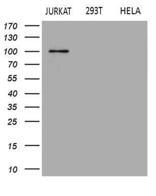 APBB1IP / RIAM Antibody (clone OTI3F12)