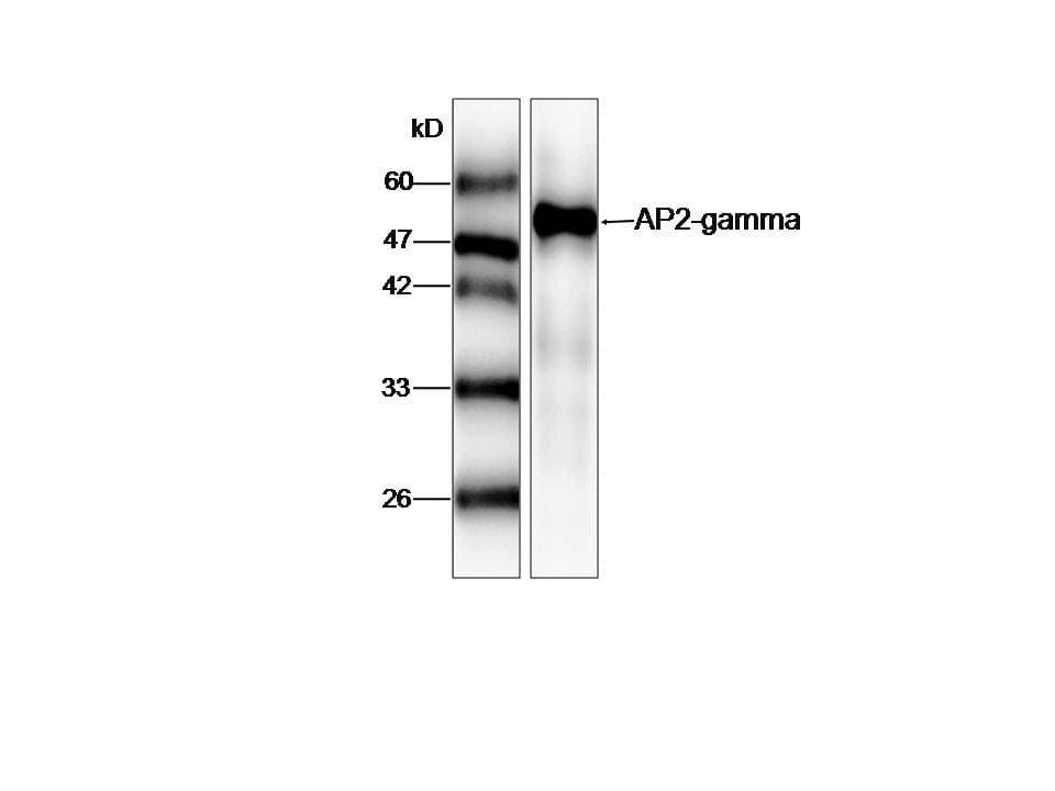 Monoclonal Mouse anti-Human TFAP2C / AP2 Gamma Antibody (WB)