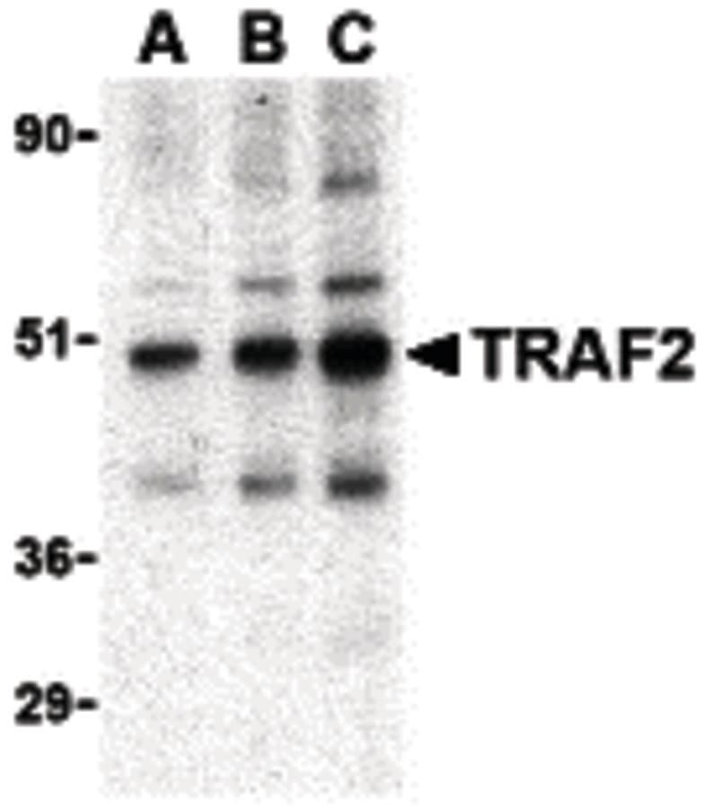 TRAF2 Antibody