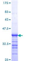 Human SMARCB1 / INI1 Protein (Recombinant GST, N-terminus)