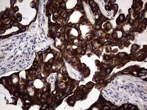 CCL19 / MIP3-Beta Antibody (aa22-98, clone OTI2A12, Carrier-free)