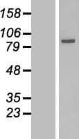 SOLO / SESTD1 Protein (Over-Expression Lysate Myc-DDK (Flag))
