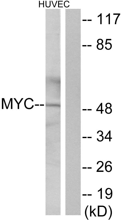 IHC-plus™ MYC / c-Myc Antibody (aa 398-439)