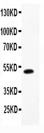 LIF Antibody (aa23-202)