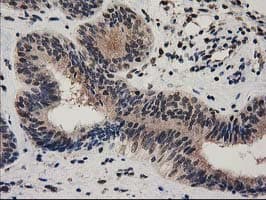 RNH1 Antibody (clone OTI1B7)